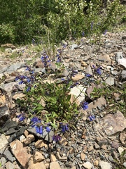Penstemon albertinus