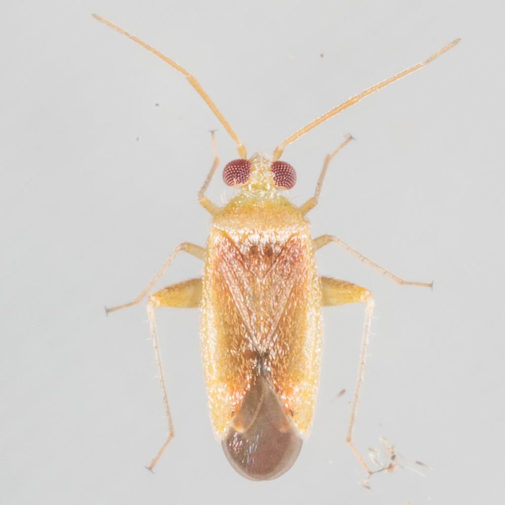 Parthenicus taxodii