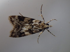 Eudonia delunella