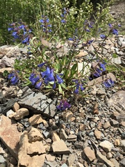 Penstemon albertinus