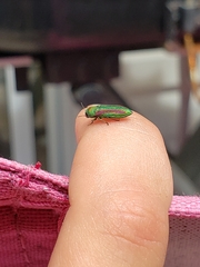 Chrysophana placida