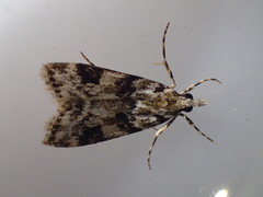 Eudonia delunella