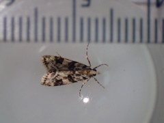 Eudonia delunella