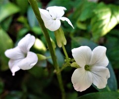 Magnoliopsida
