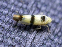 Empoa venusta