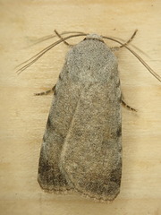 Anicla exuberans