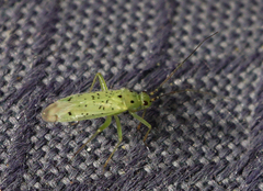 Ilnacora stalii