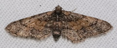 Eupithecia palpata