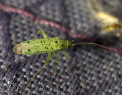 Ilnacora stalii