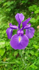 Iris latifolia