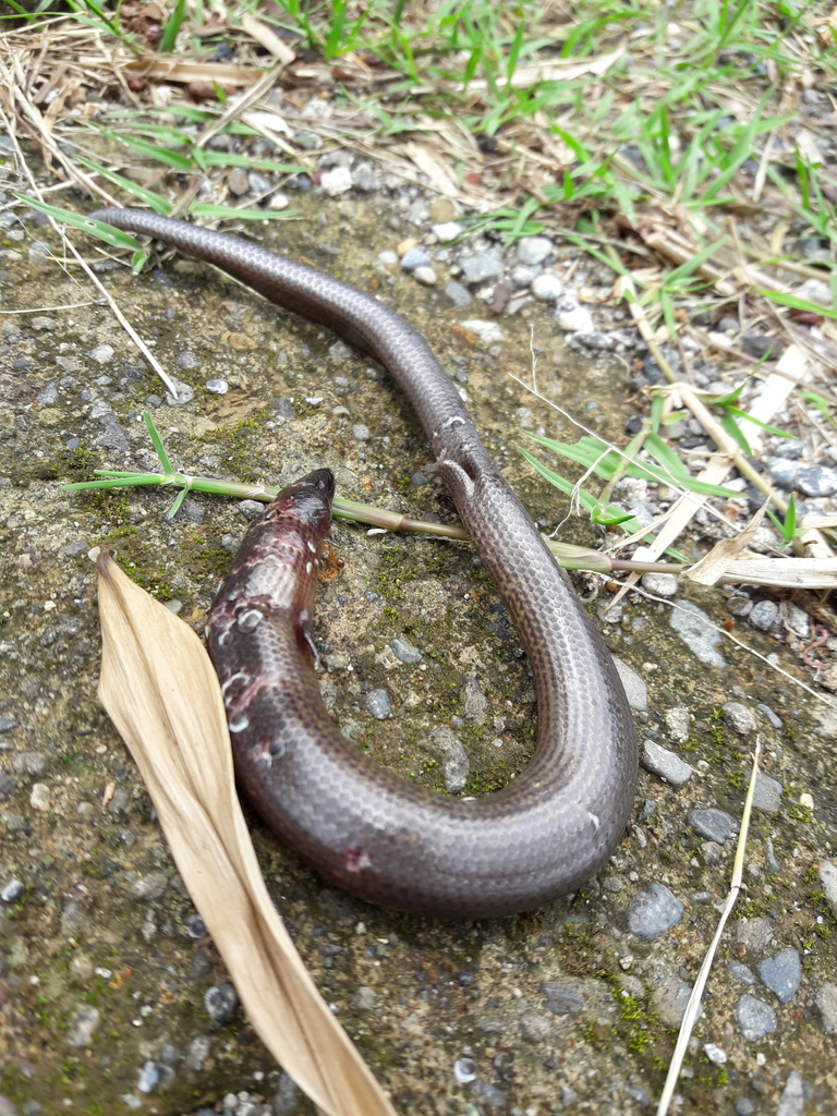Schadenberg's Burrowing Skink