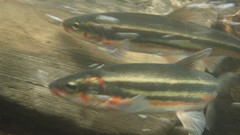 Mylocheilus caurinus