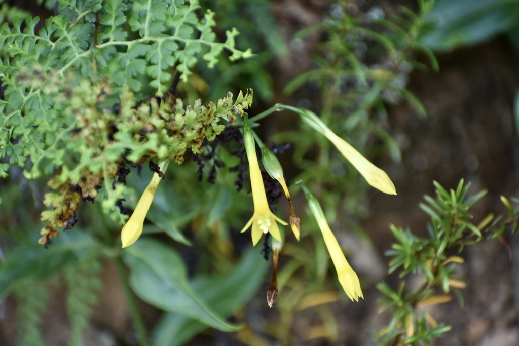 Lisianthius glandulosus