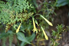 Lisianthius glandulosus