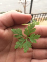 Geranium robertianum