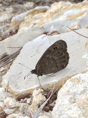 Satyrus actaea