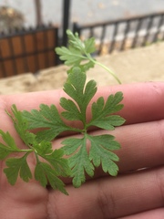 Geranium robertianum