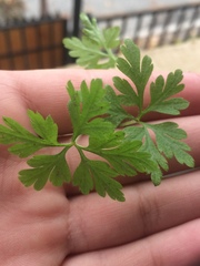 Geranium robertianum