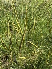 Psathyrostachys juncea