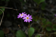 Primula nutans
