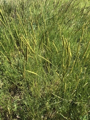 Psathyrostachys juncea