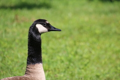 Branta canadensis moffitti