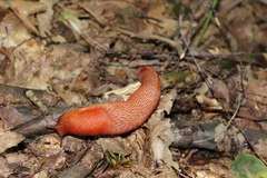 Limax dacampi