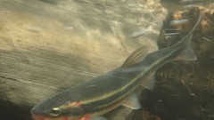 Mylocheilus caurinus