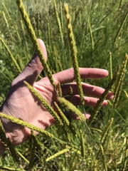 Psathyrostachys juncea
