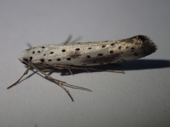 Yponomeuta irrorellus