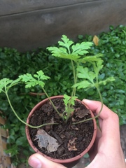 Geranium robertianum