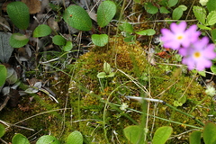 Primula nutans
