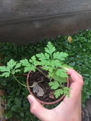 Geranium robertianum