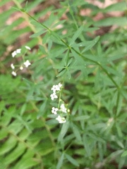 Galium concinnum