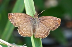 Anisochoria sublimbata