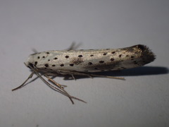 Yponomeuta irrorellus