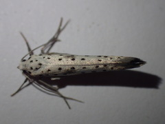 Yponomeuta irrorellus