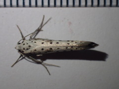 Yponomeuta irrorellus