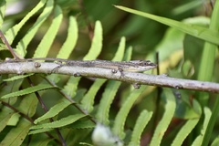 Anolis alutaceus