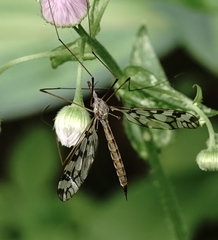 Tipula trivittata