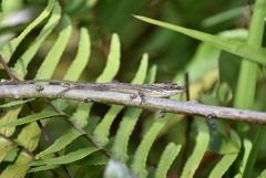 Anolis alutaceus