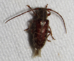 Eupogonius tomentosus