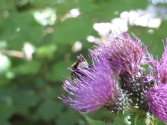 Cirsium alsophilum