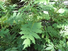 Cirsium alsophilum