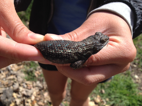 iNaturalist observation photo of Western Fence Lizard