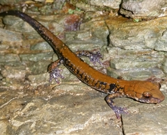 Plethodon petraeus