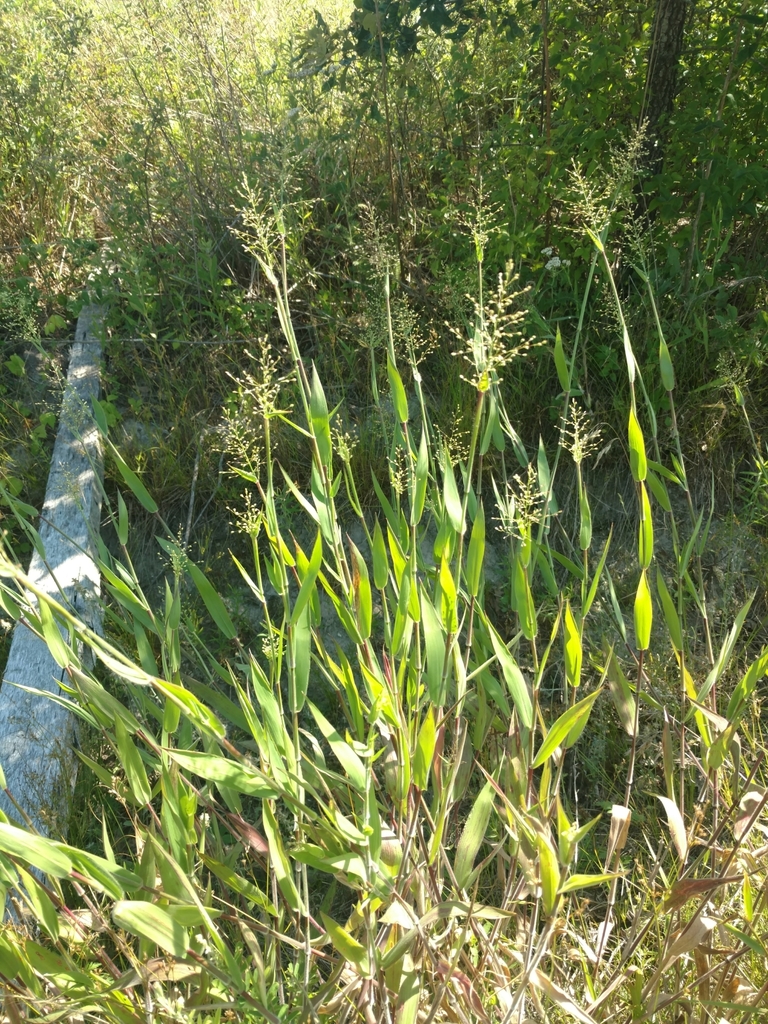 Velvet Panicum
