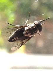 Tabanus trimaculatus