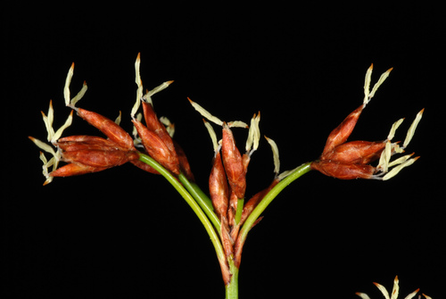 Cladium mariscus
