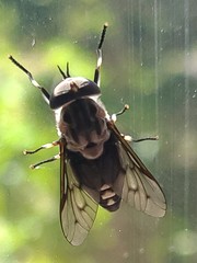 Tabanus trimaculatus